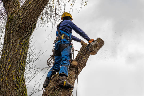 Fairmount Heights, MD  Tree Services Company