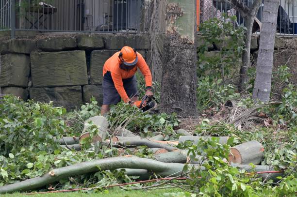 Why Choose Our Tree Removal Services in Fairmount Heights, MD?