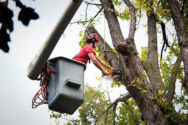 Best Fruit Tree Pruning  in Fairmount Heights, MD